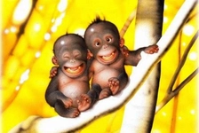 Altın Aslan Maymuncuğu Özellikleri