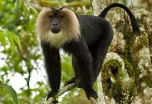 Aslan Kuyruklu Şebek Türleri ve Özellikleri