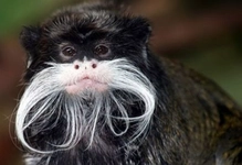 Pamuk Başlı Tamarin Habitatları