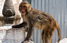 Diana Maymunu Türleri ve Özellikleri