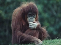 Maymun Cinsleri Nelerdir?