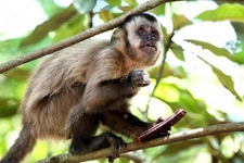Sorguçlu Kara Şebek Türleri ve Özellikleri