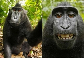 Maymun Nedir Maymun Türleri Nelerdir?