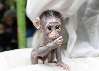 Yavru Maymun Türleri ve Özellikleri